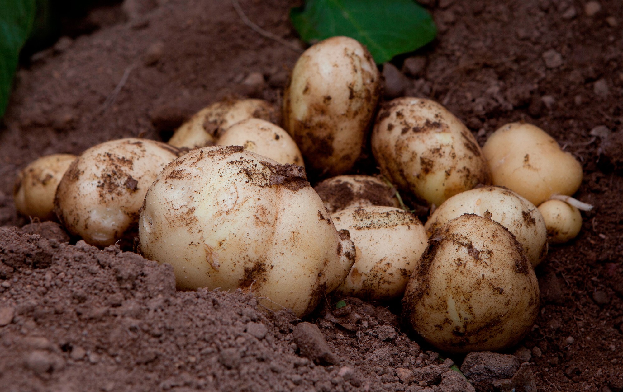 Potatis liggande i jorden direkt efter skörd